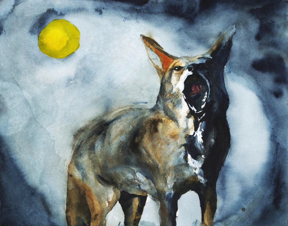 De huilende coyotemaan door RodMacIver