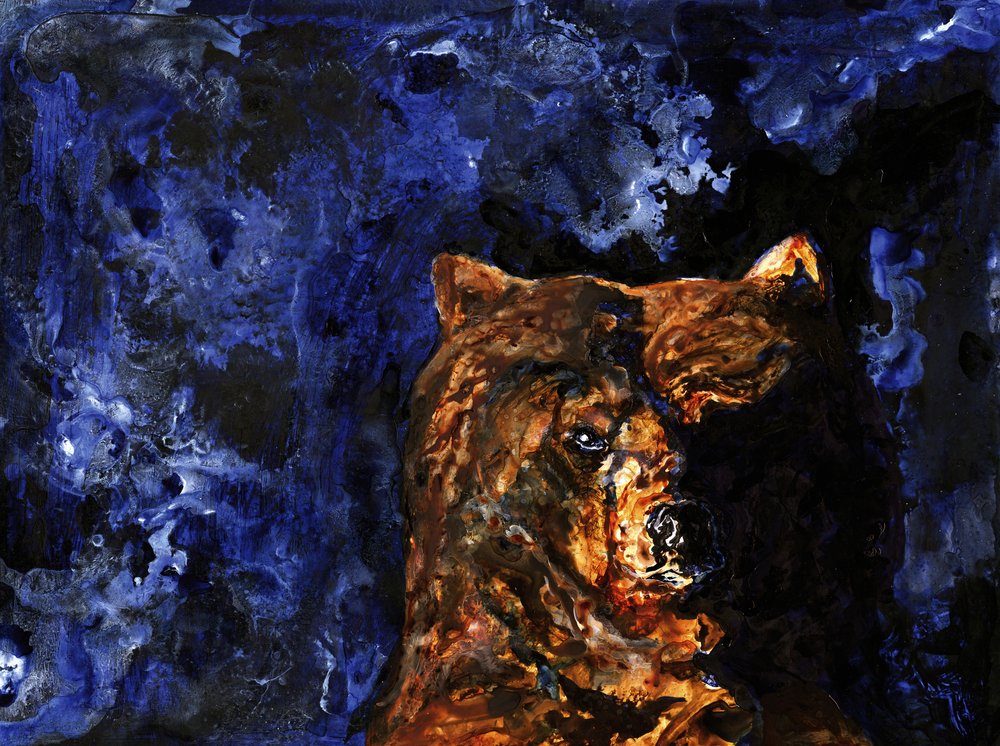 De krachtige blik van de grizzlybeer door RodMacIver