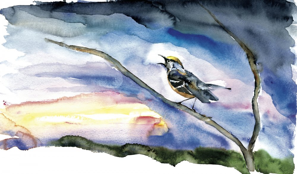 Zingende vogel bij zonsopgang door RodMacIver