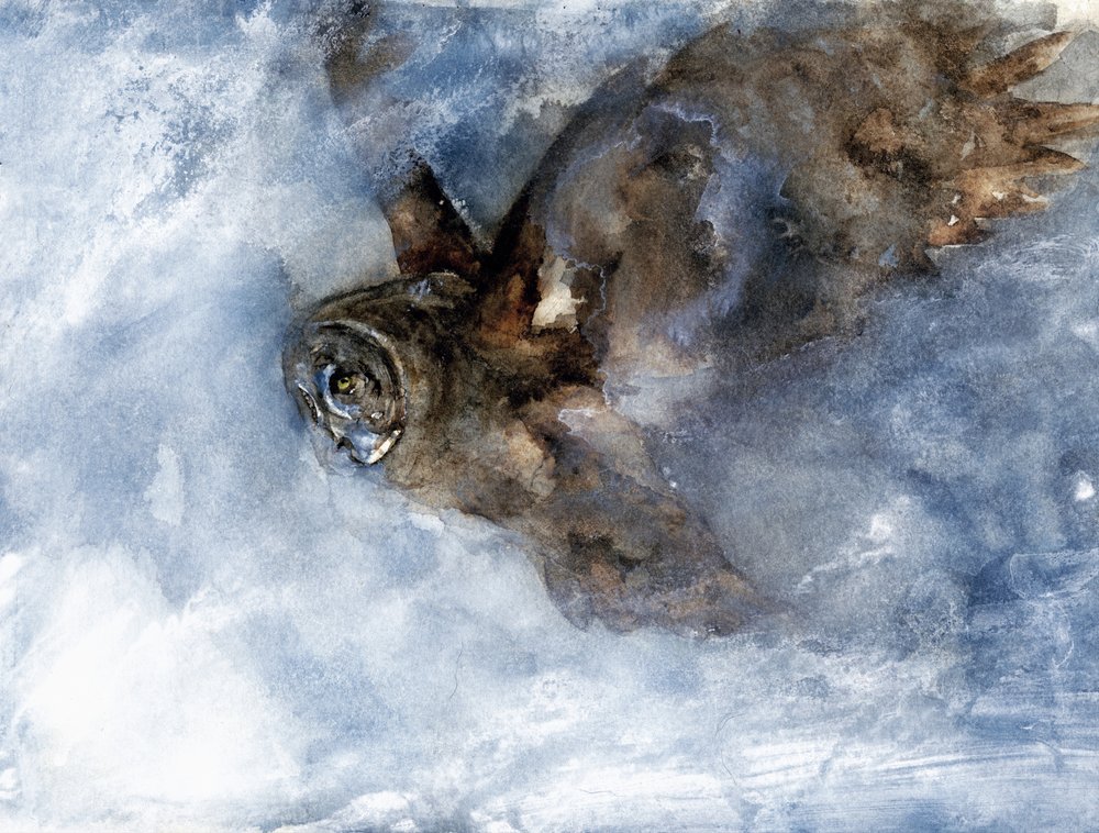 De vlucht van de sneeuwuil door RodMacIver