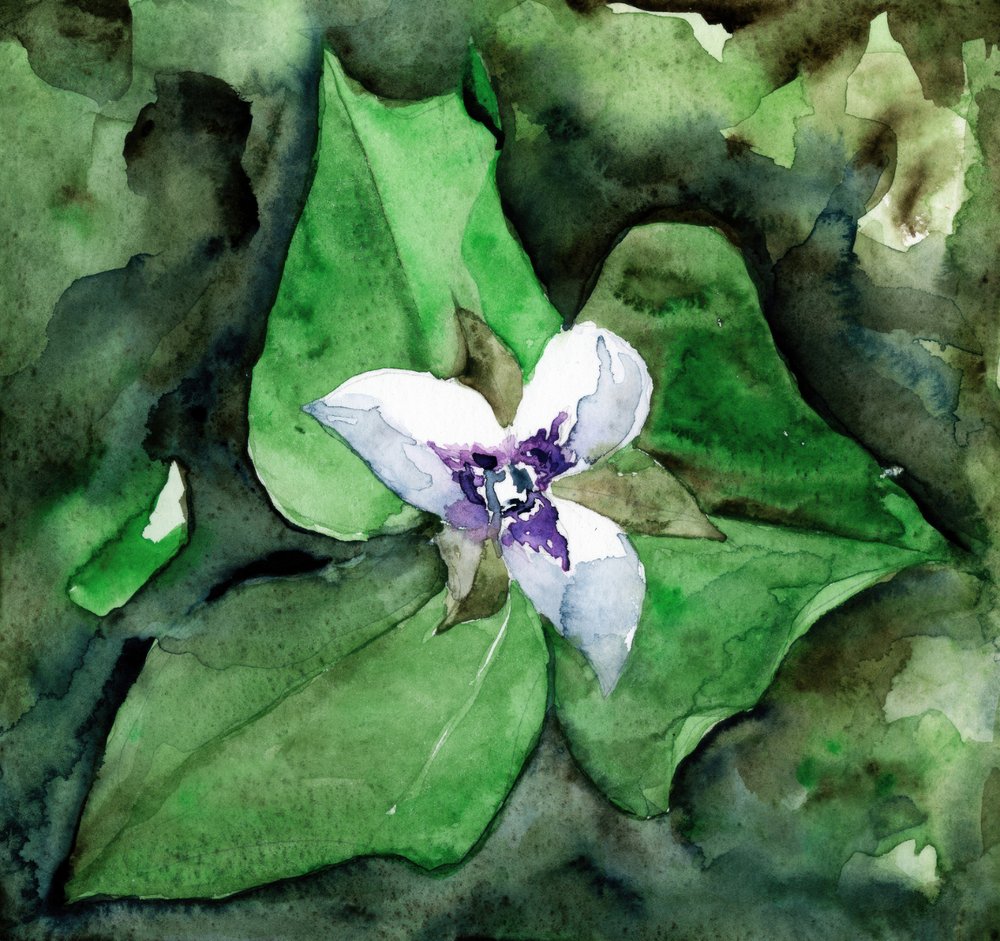 Witte trillium in bloei door RodMacIver