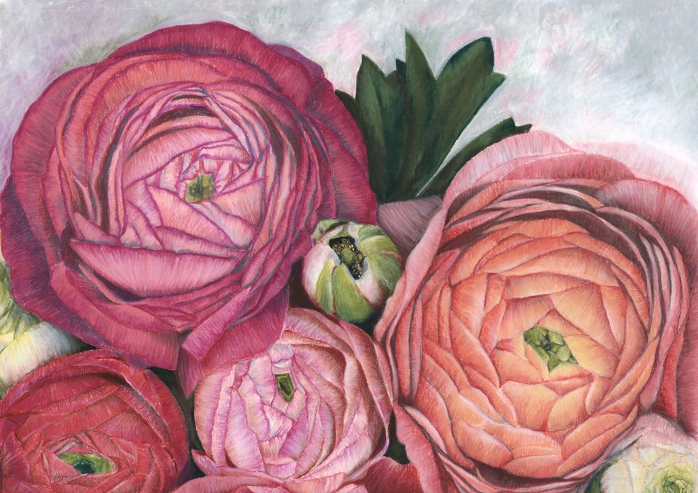 Roze perzikkleurige ranonkels door Rosana Laiz Blursbyai