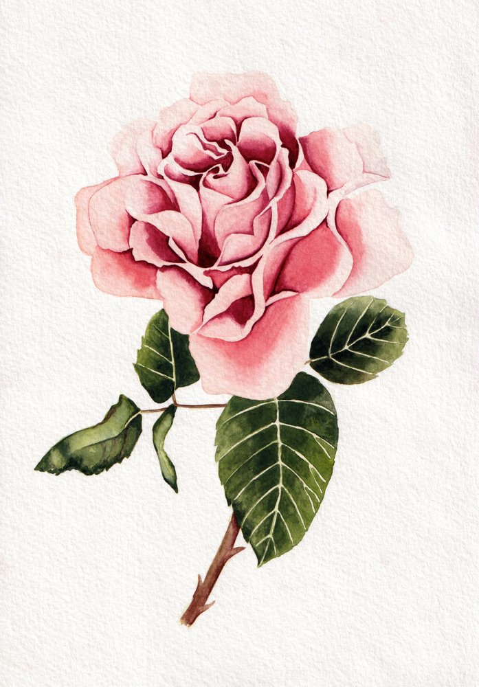 Elegante roze roos in bloei door Salome