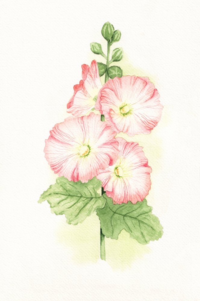Roze stokrozen in aquarel door Salome