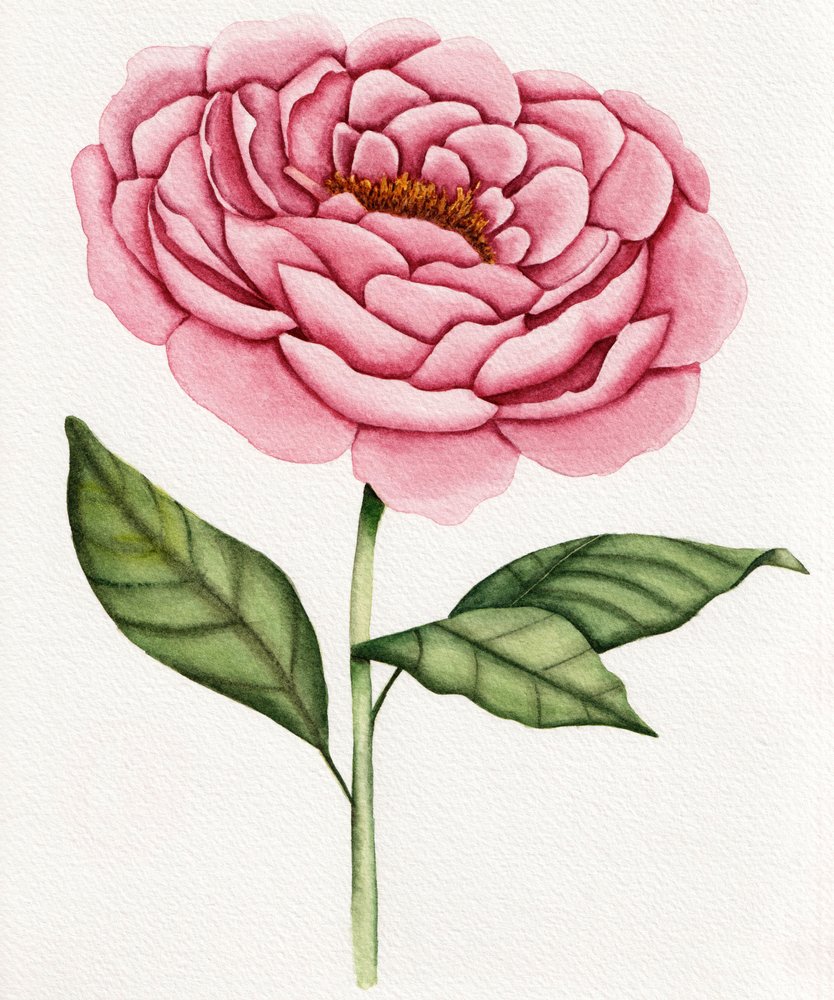 Aquarel: Roze pioenroos door Salome