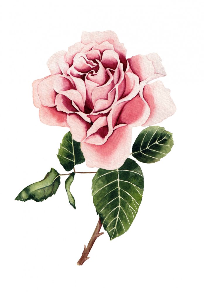 Roze roos in aquarel door Salome