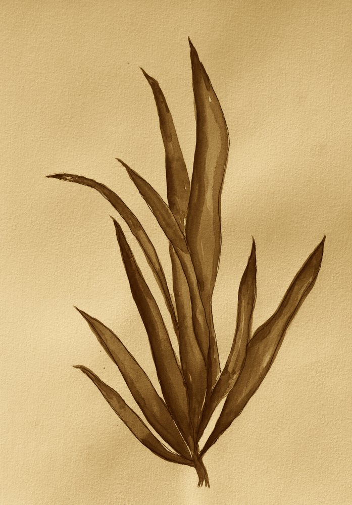 Botanische studie in sepia door Santhosh ch