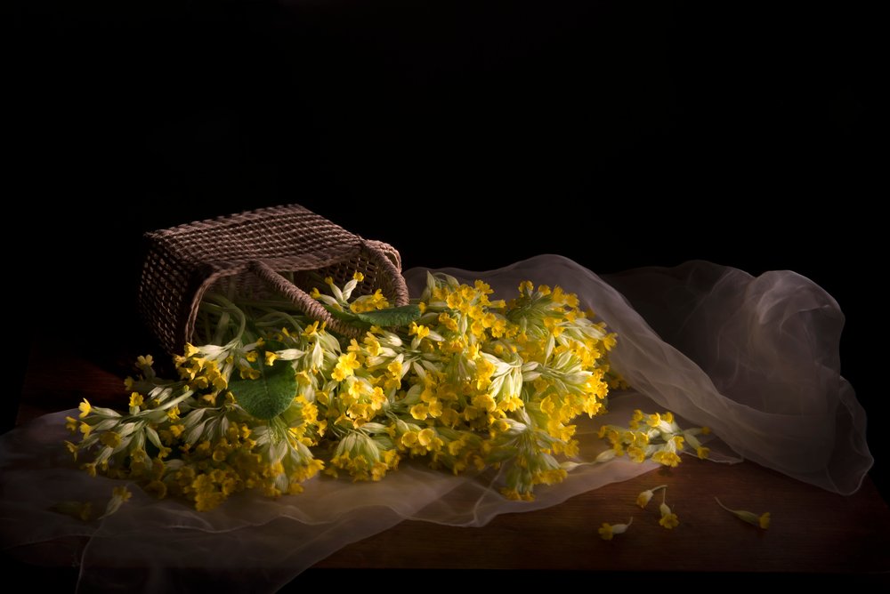 Tere primula