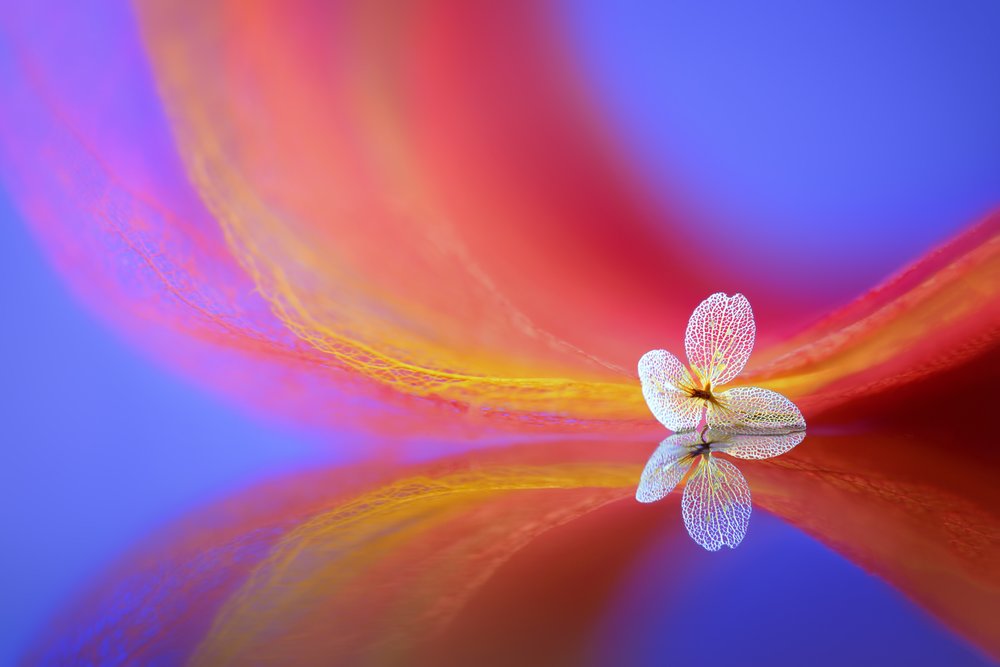 Tere bloemenweerspiegeling door Sophie Pan