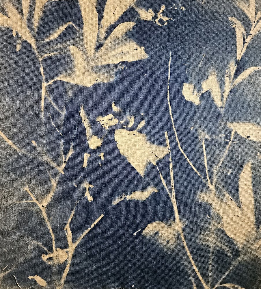 Blauwe botanische schaduwen door Stefano Mazzolini