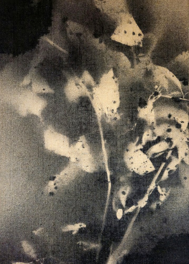 Etherische botanische vormen door Stefano Mazzolini