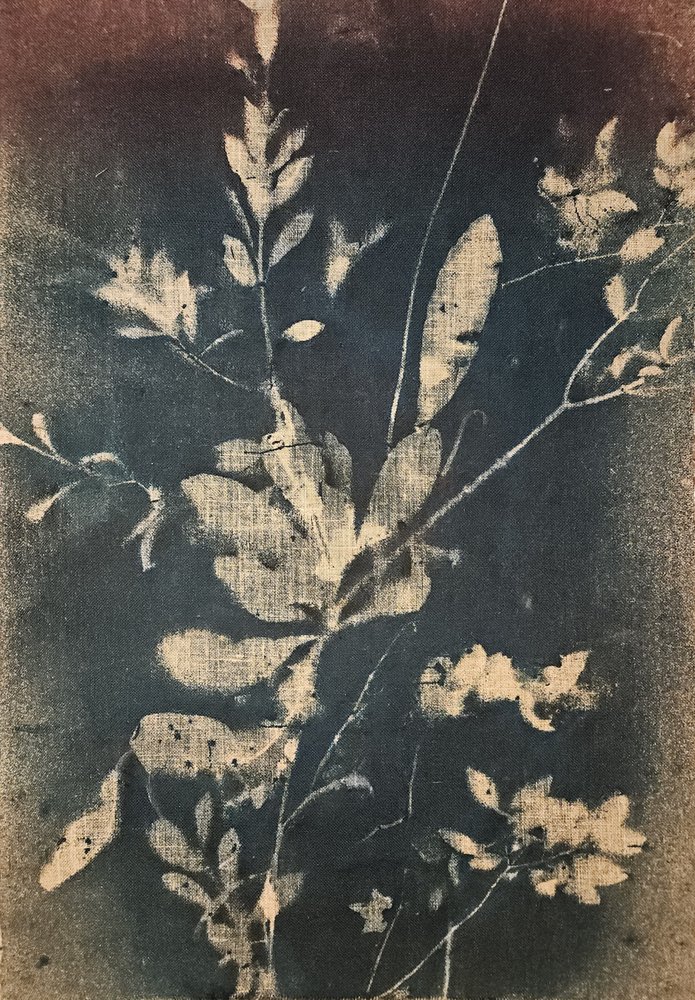 Vintage blauwe botanica door Stefano Mazzolini