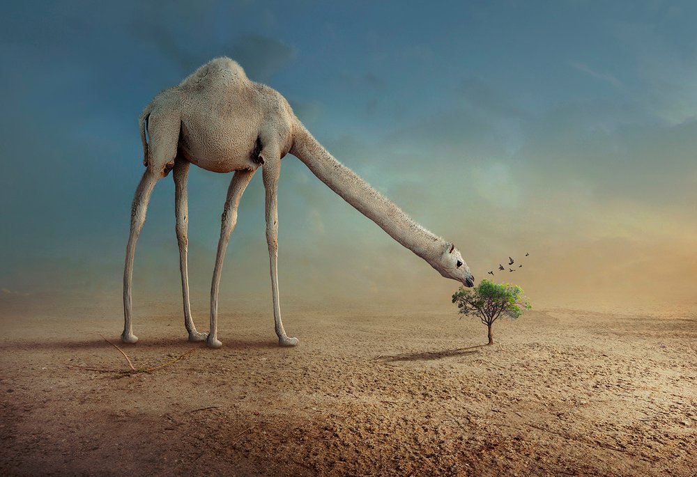  door Sulaiman Almawash