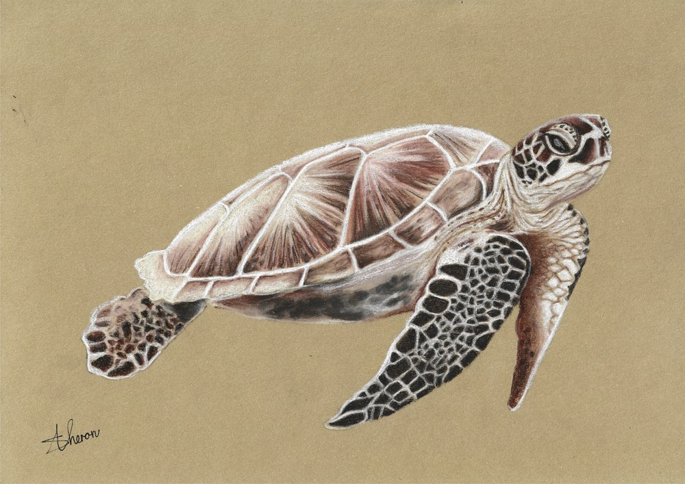Zwemmen met zeeschildpadden door Sunet Theron