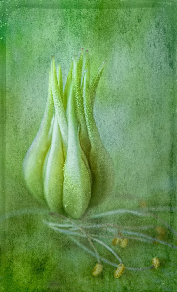 Tere groene knop door Ulrike Eisenmann