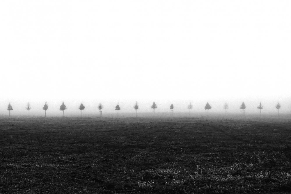 Bomen in een mistig veld door Vanja Tajnsek