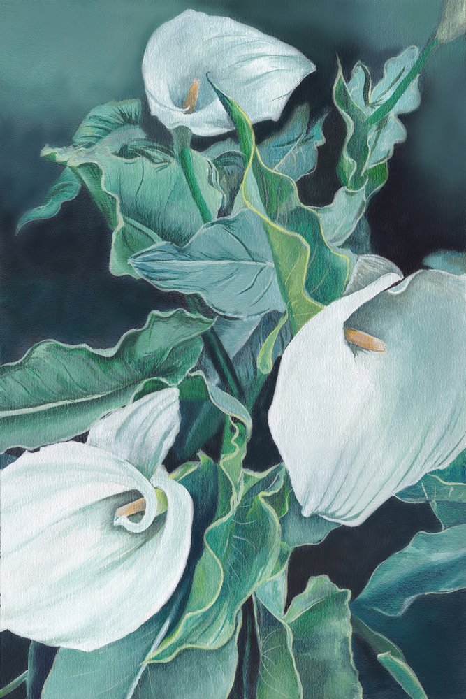 Elegante calla