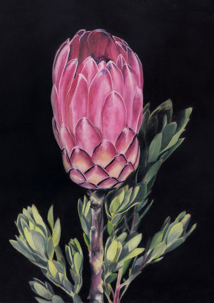 Exotische roze protea door Viccy Wanliss