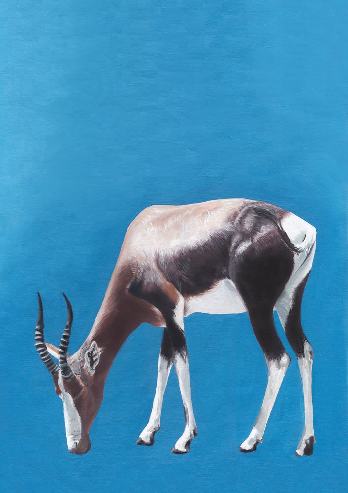 Grazende blesbok door Viccy Wanliss