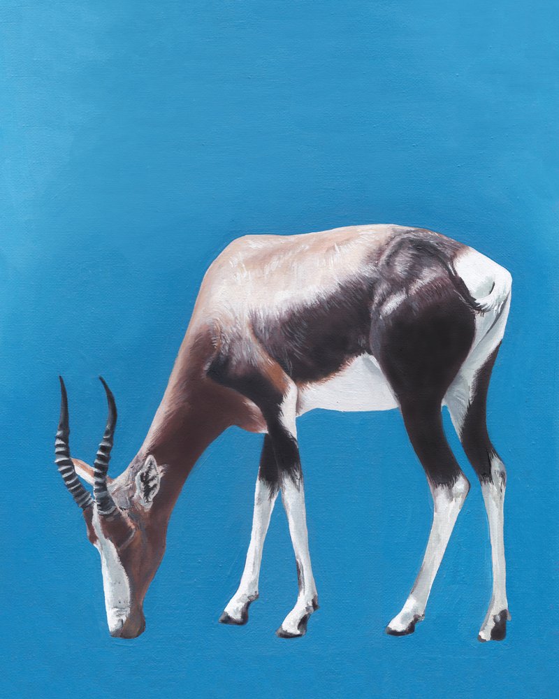Grazende bontebok door Viccy Wanliss