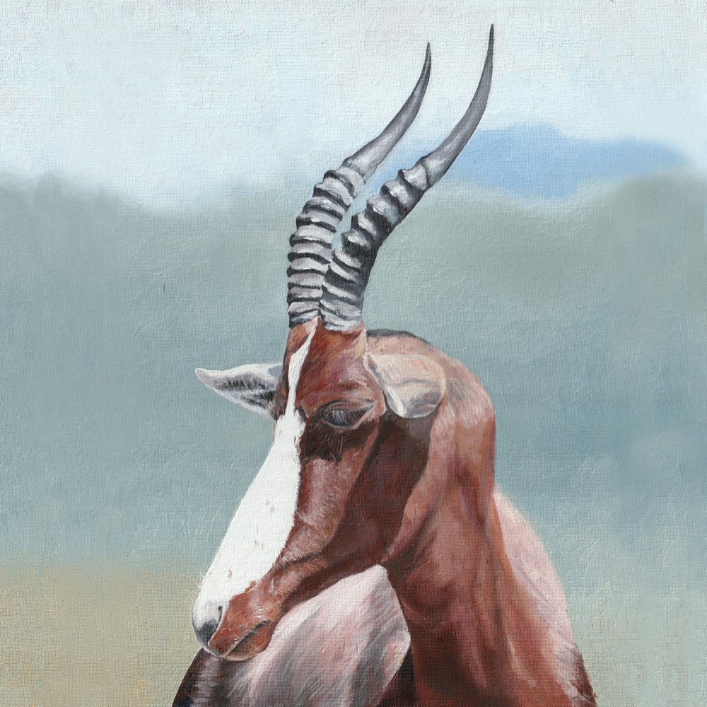 Majestueus portret van een blesbok door Viccy Wanliss