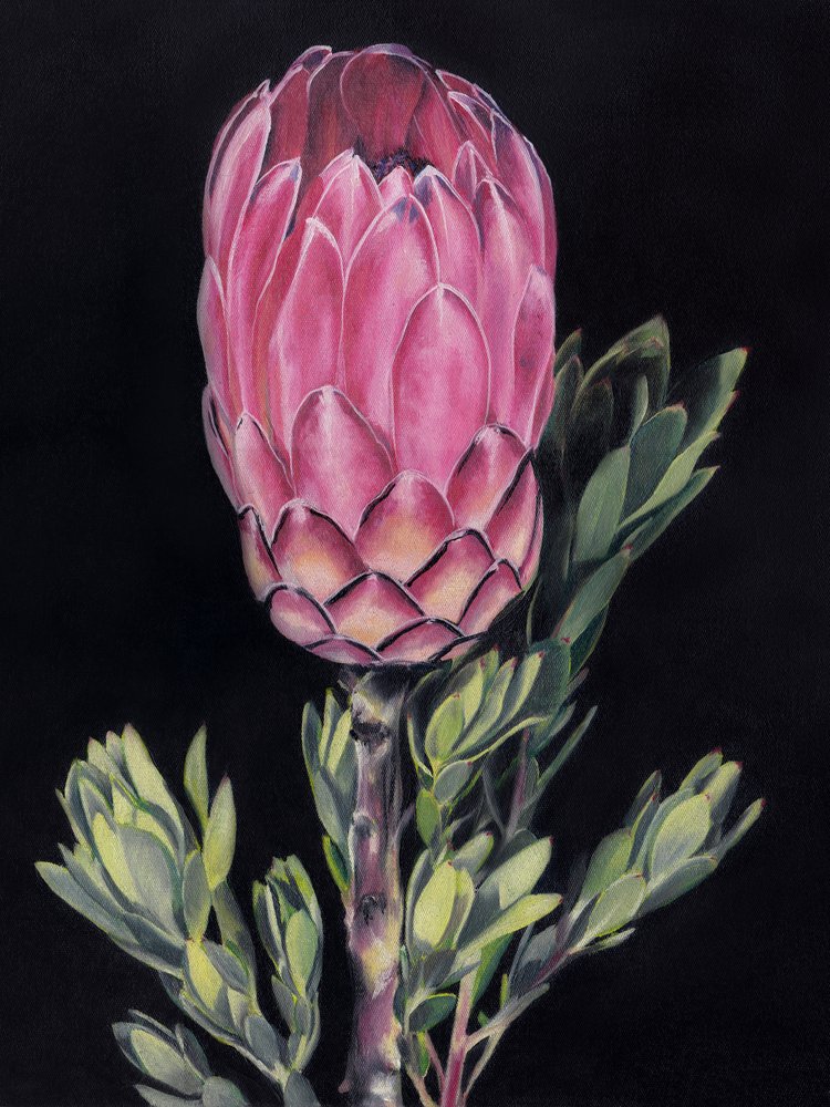 Levendig roze protea door Viccy Wanliss