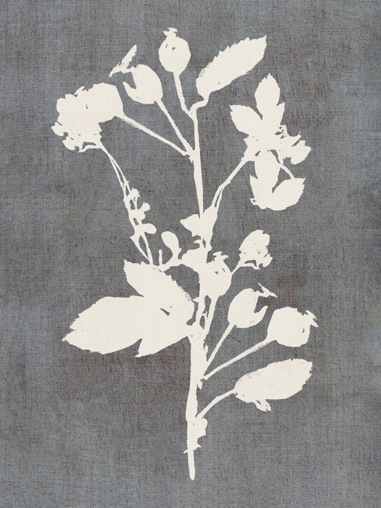 Botanisch rozenprofiel door cartissi