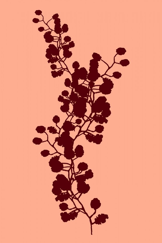 Botanisch silhouet van een perzik door cartissi