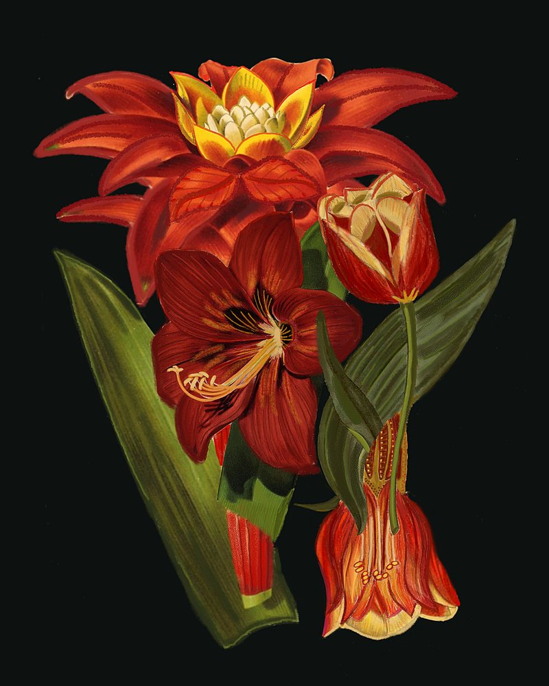 Elegante botanische bloemen door giovanna nicolo