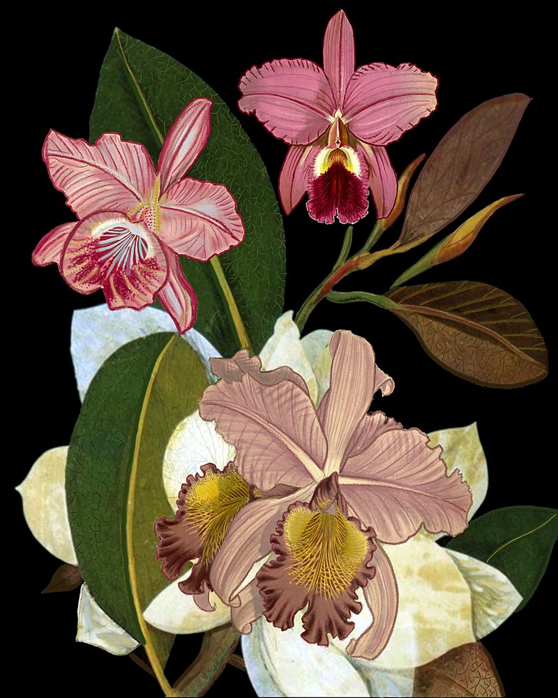 Elegante roze orchideeën door giovanna nicolo