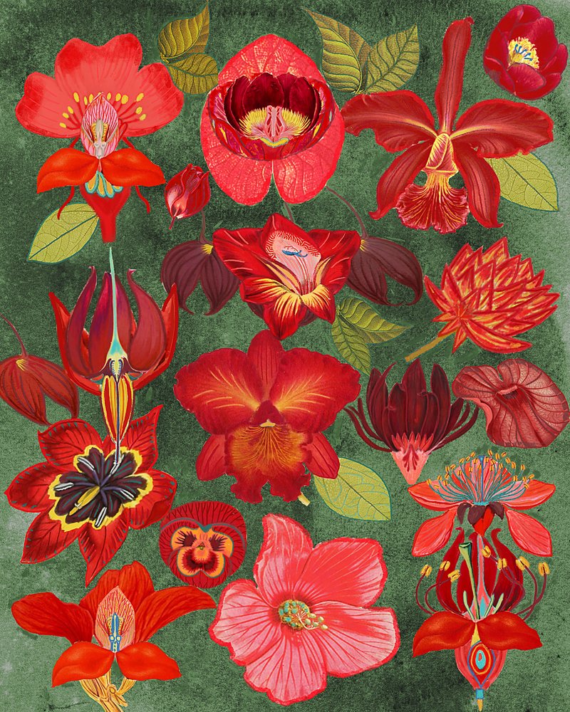 Exotische rode bloemencollectie door giovanna nicolo