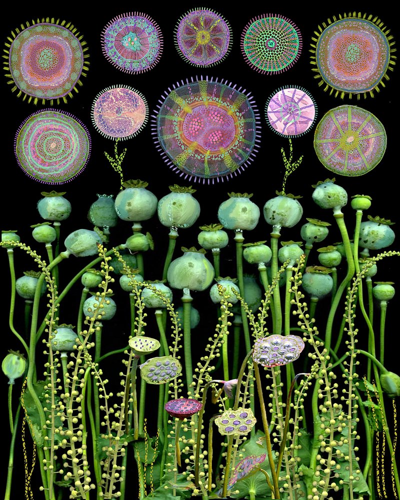Papaverpeulen en mandala’s door giovanna nicolo