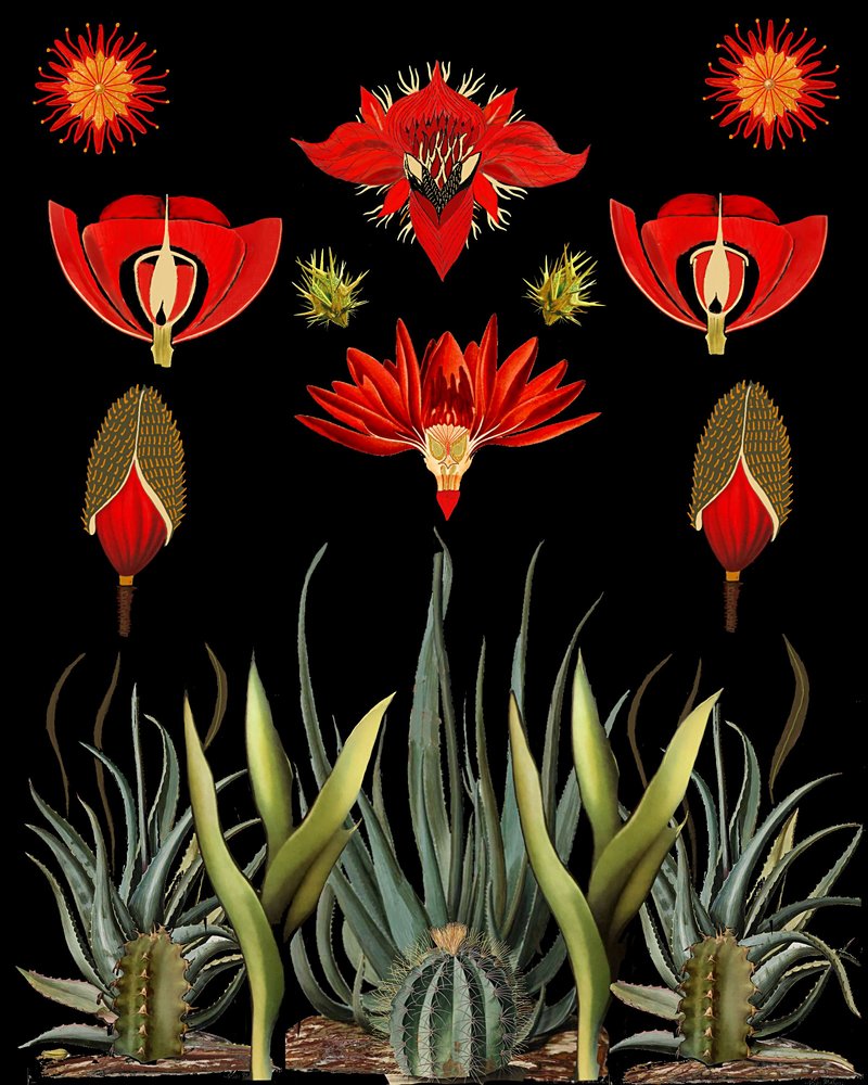 Bloemen in de Rode Woestijn door giovanna nicolo