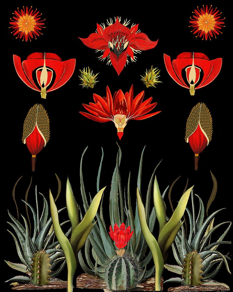 Red Desert Botanicals door giovanna nicolo