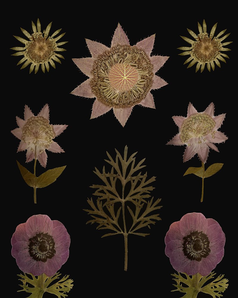 Vintage gedroogde bloemen door giovanna nicolo