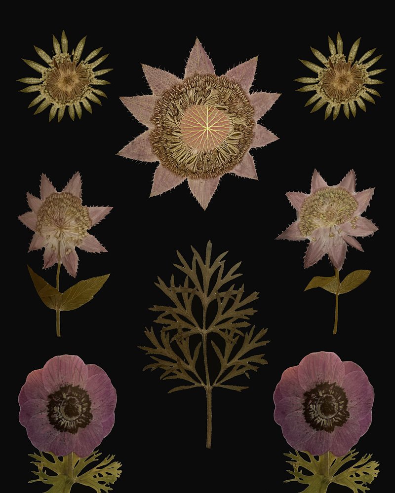 Vintage geperste plantendelen door giovanna nicolo