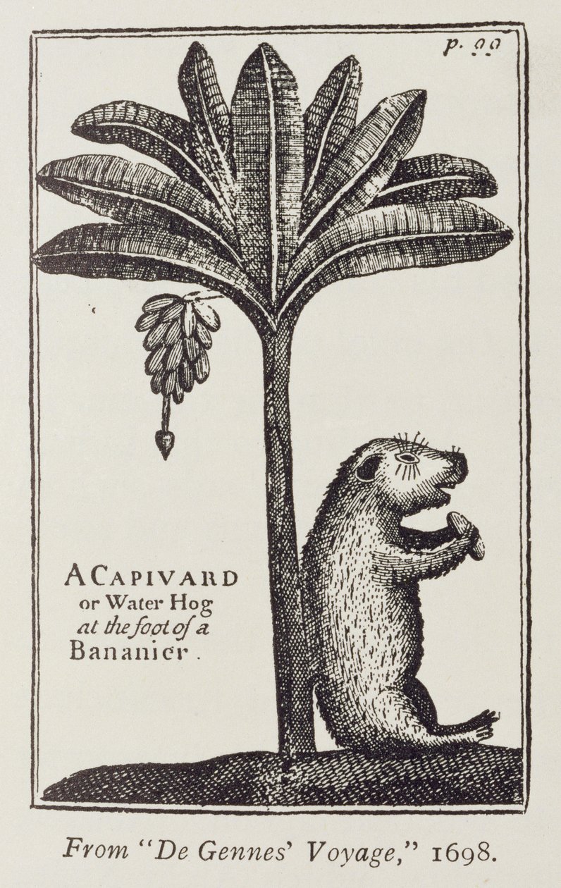 Een capivard of waterzwijn aan de voet van een bananenboom, uit de Gennes
