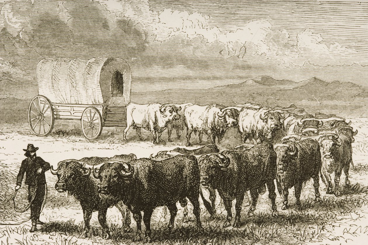 Een Ossenwagen die de Grote Vlaktes tussen St. Louis en Denver oversteekt, c.1870, uit 