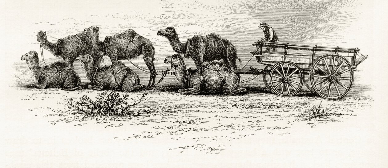 Kamelen gebruikt voor het vervoeren van materialen door de woestijn in Australië, c.1880, uit 