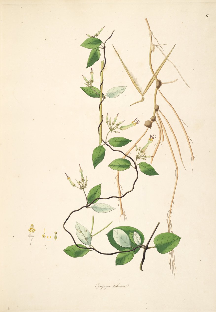 Illustratie van Ceropegia tuberosa (= Ceropegia candelabrum subsp. tuberosa), Apocynaceae, Asclepiadoideae door anonymus