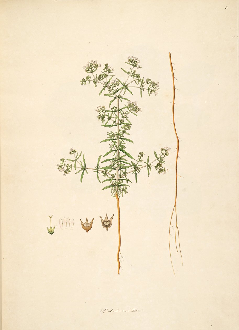 Illustratie van Oldenlandia umbellata, Rubiaceae door anonymus