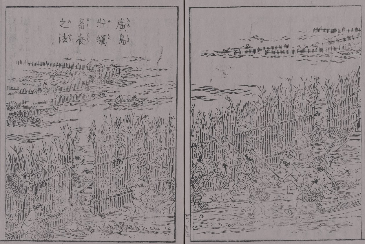 Japanse berg- en zeelandschappen, deel drie, Hiroshima mosselen, kweekmethode van Hiroshima mosselen door 蔀関月 Kangetsu