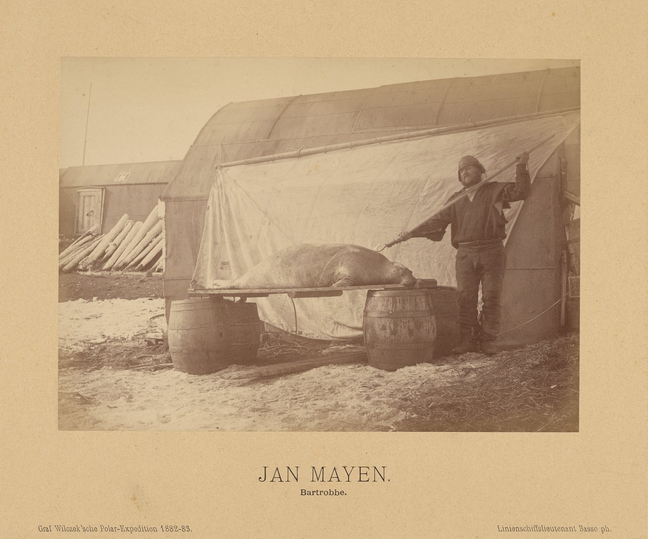 Jan Mayen, Bartrobbe door (Linienschiffs Lieutenant) Richard Basso