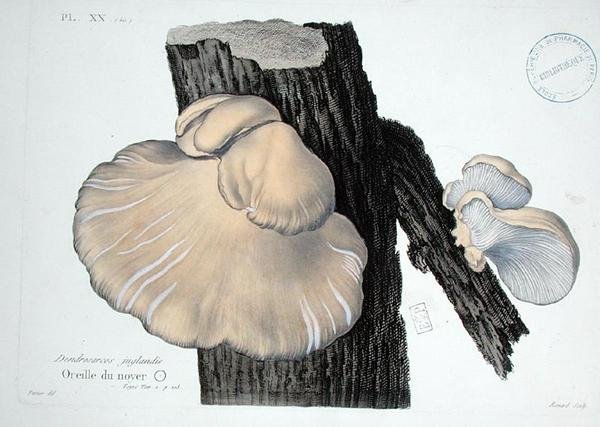 Dendrosarcos juglandis, plaat 20 uit 
