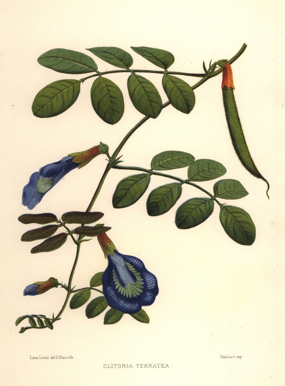 Aziatische duivenvleugels, vlindererwt of Darwin-erwt, Clitoria ternatea door Unknown