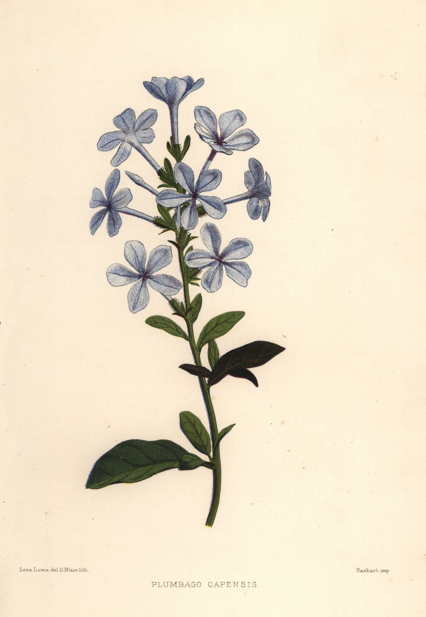 Blauwe plumbago of Kaapse loodwortel, Plumbago auriculata (Plumbago capensis) door Unknown