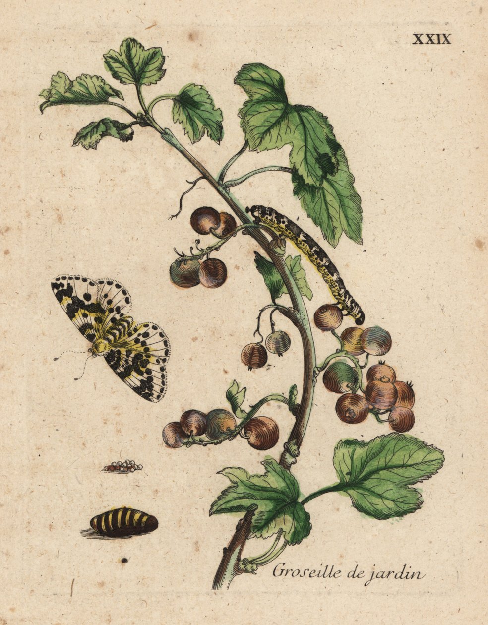 Kruisbessenplant, groseille de jardin, Ribes uva-crispa met mot, rups en pop, Plaat XXIX door Unknown