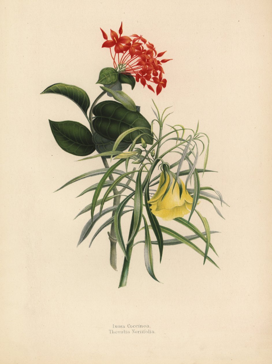Jungle jasmijn, Ixora coccinea, en gele oleander, Thevetia neriifolia, Cascabela thevetia door Unknown