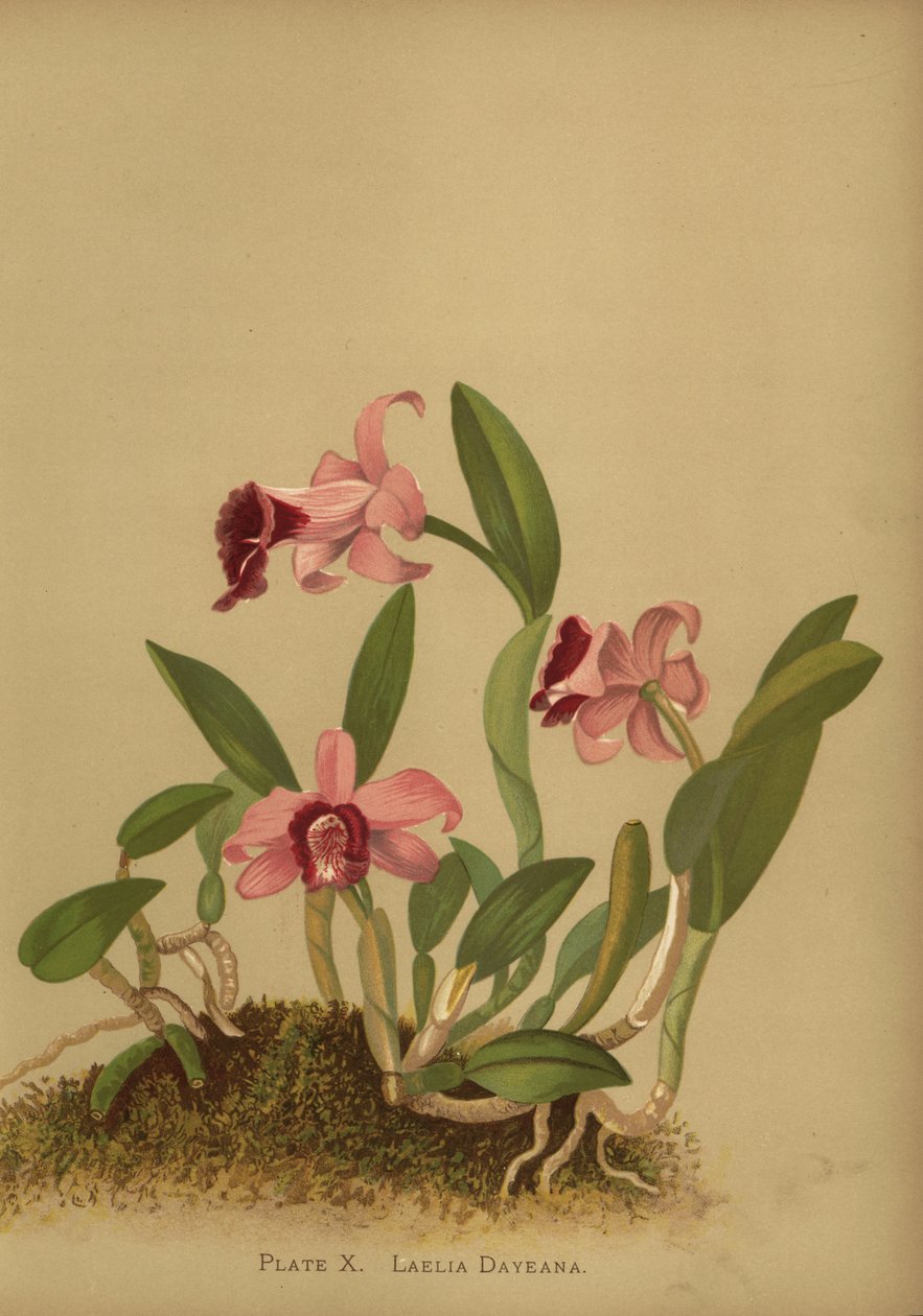 Laelia dayana of Cattleya bicalhoi orchidee door Unknown