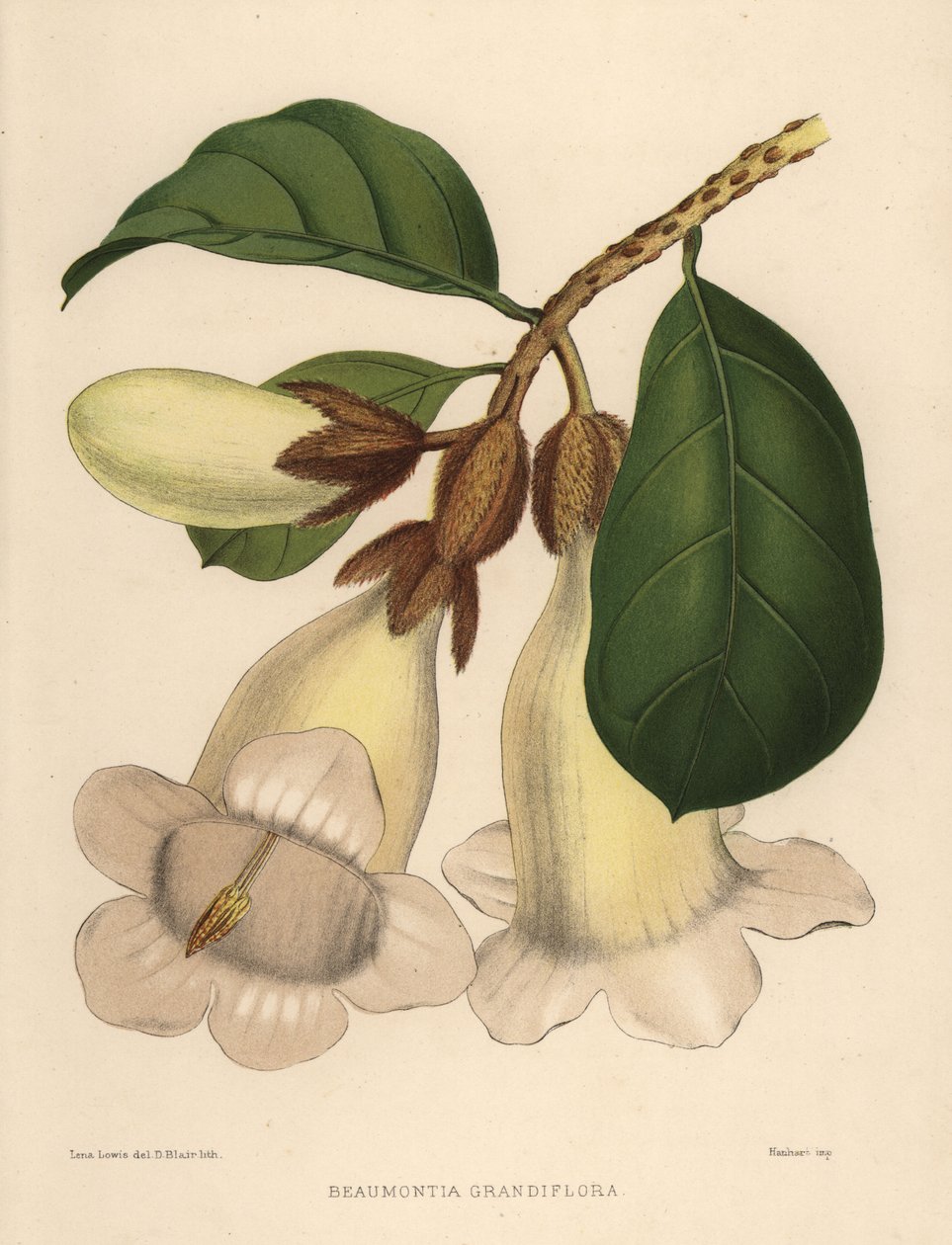 Nepal trompetbloem of heraut trompet, Beaumontia grandiflora door Unknown
